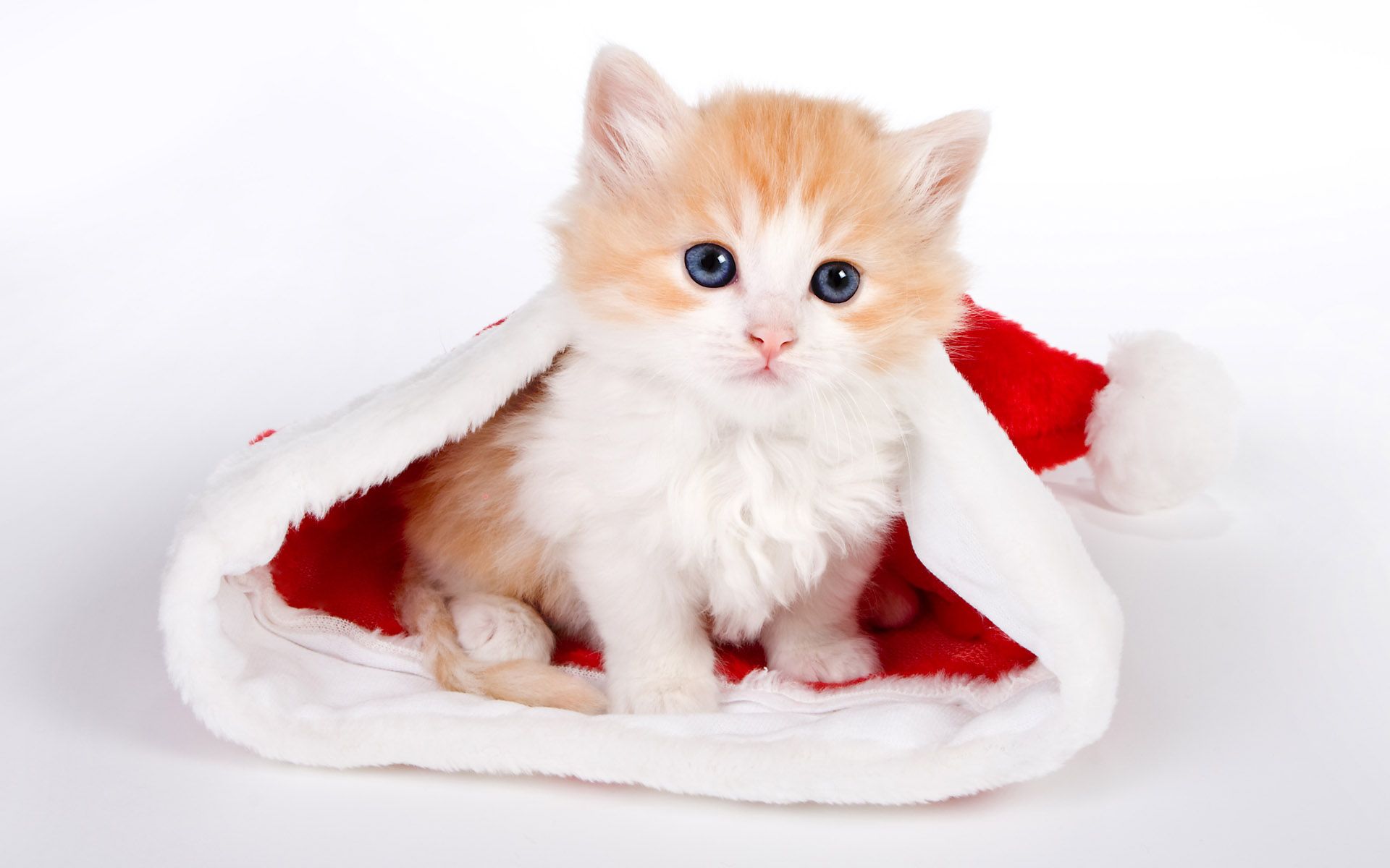 Gattino in cappello di Natale, 1920x1200 WUXGA, PC