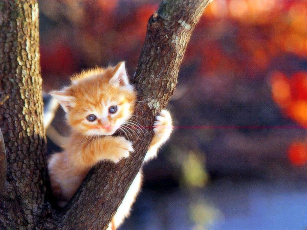 Gattino cartone animato Gav, 2560x1440 QHD, PC