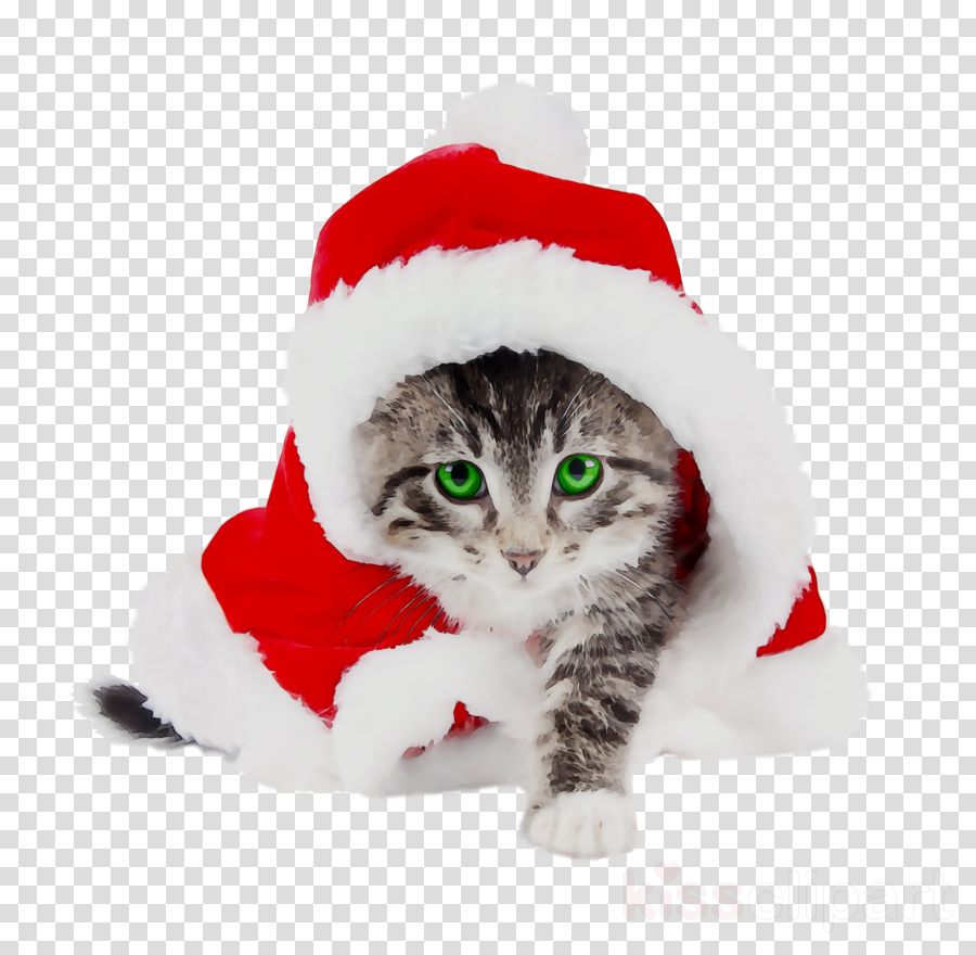 Gattino tabby tra fiori viola, 1024x768 HD, PC