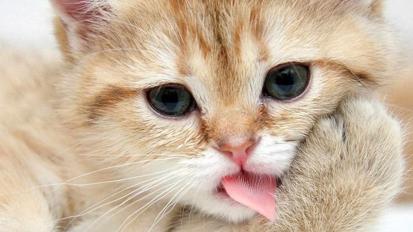 Gattino grigio e bianco, 1366x768 HD, Desktop