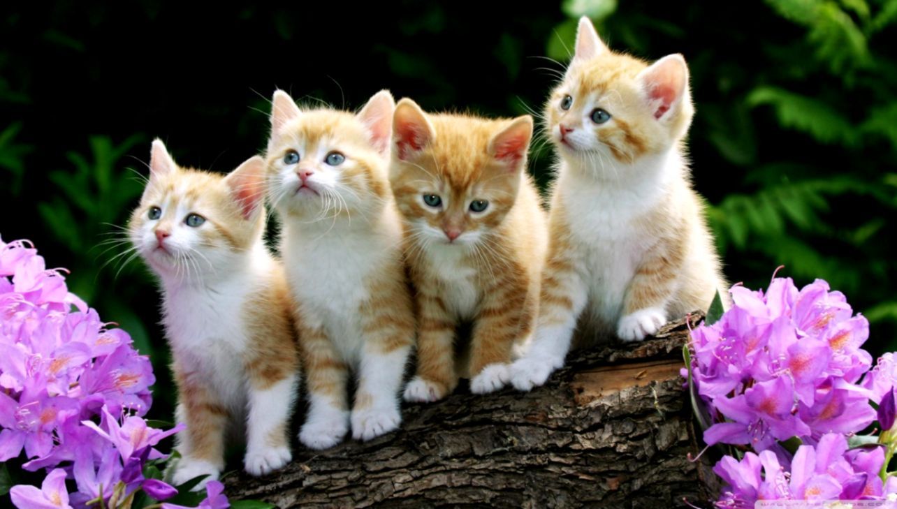 Quattro gattini su tronco, 1284x729 HD, PC Desktop