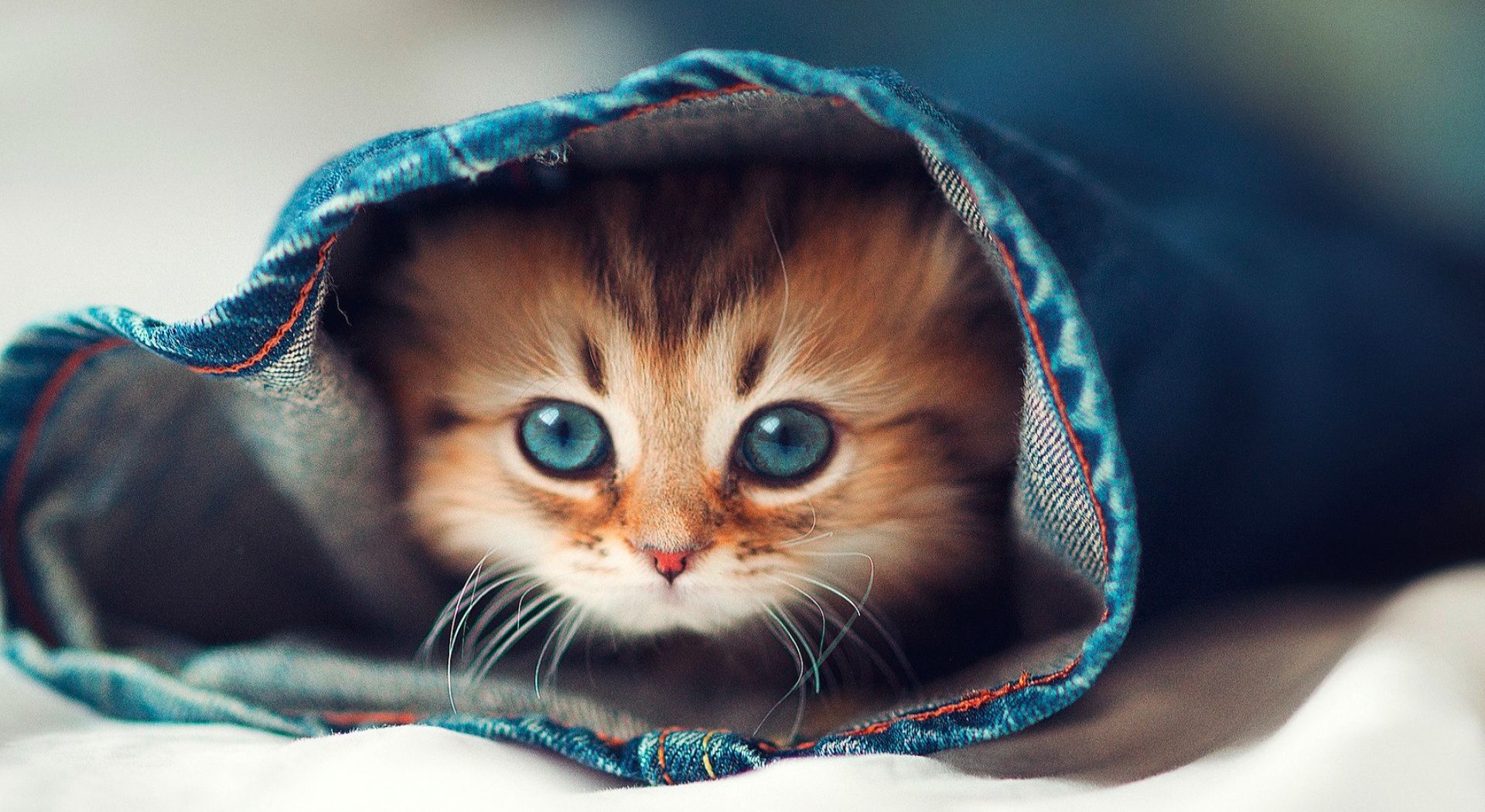 Gattino avvolto in denim, 1920x1050 Full HD 1080p, PC