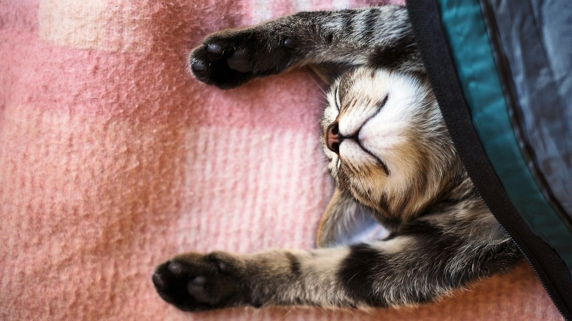 Gattino tabby addormentato, 1920x1080 Full HD 1080p, Desktop