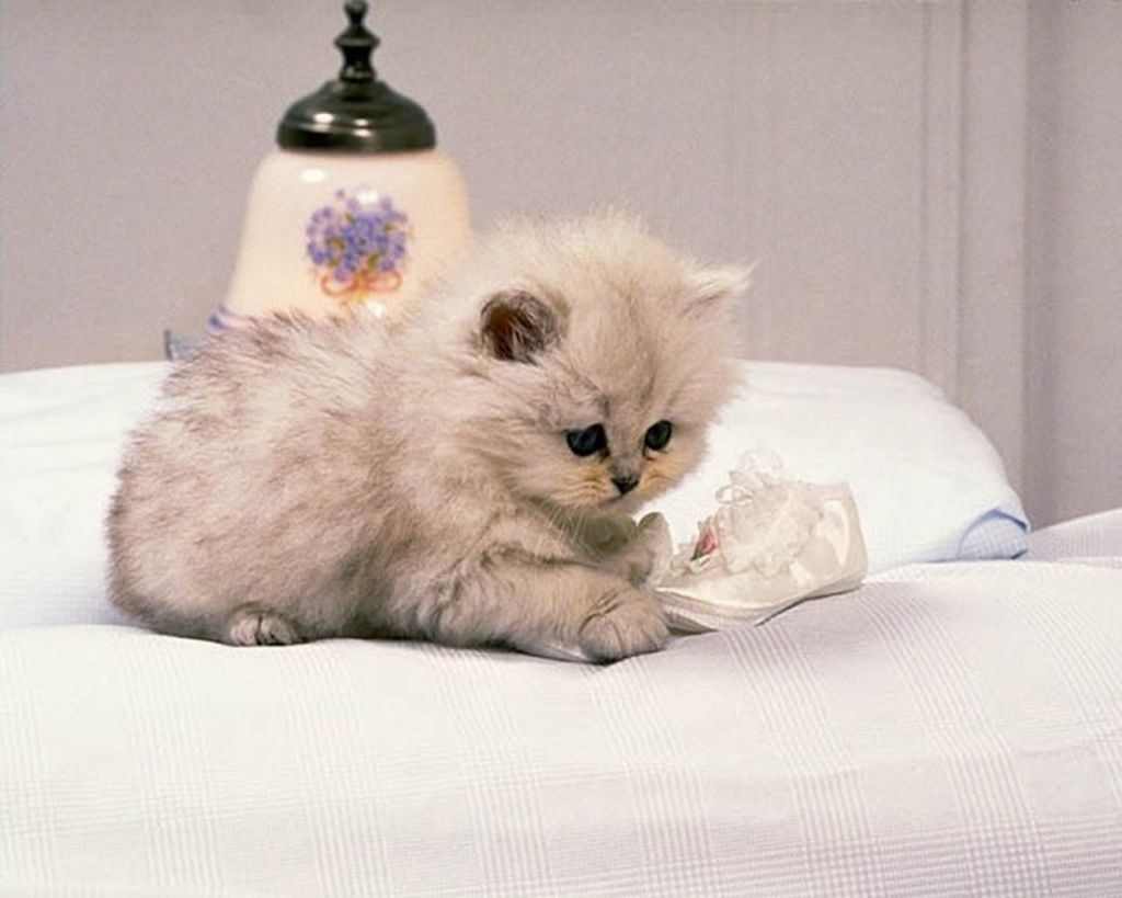 Hello Kitty angelo cuori blu, Sanrio, 1920x1080 1080p, PC Desktop