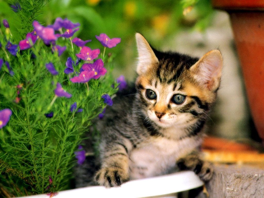 Gattino cartoon musone bianco, 1920x1080 1080p, Desktop
