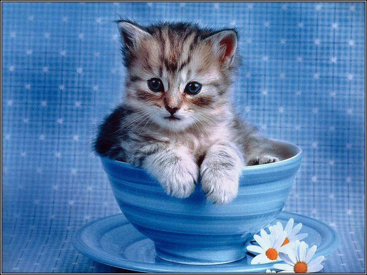 Gattino in tazza blu, 1280x960 720p, Monitor Gaming
