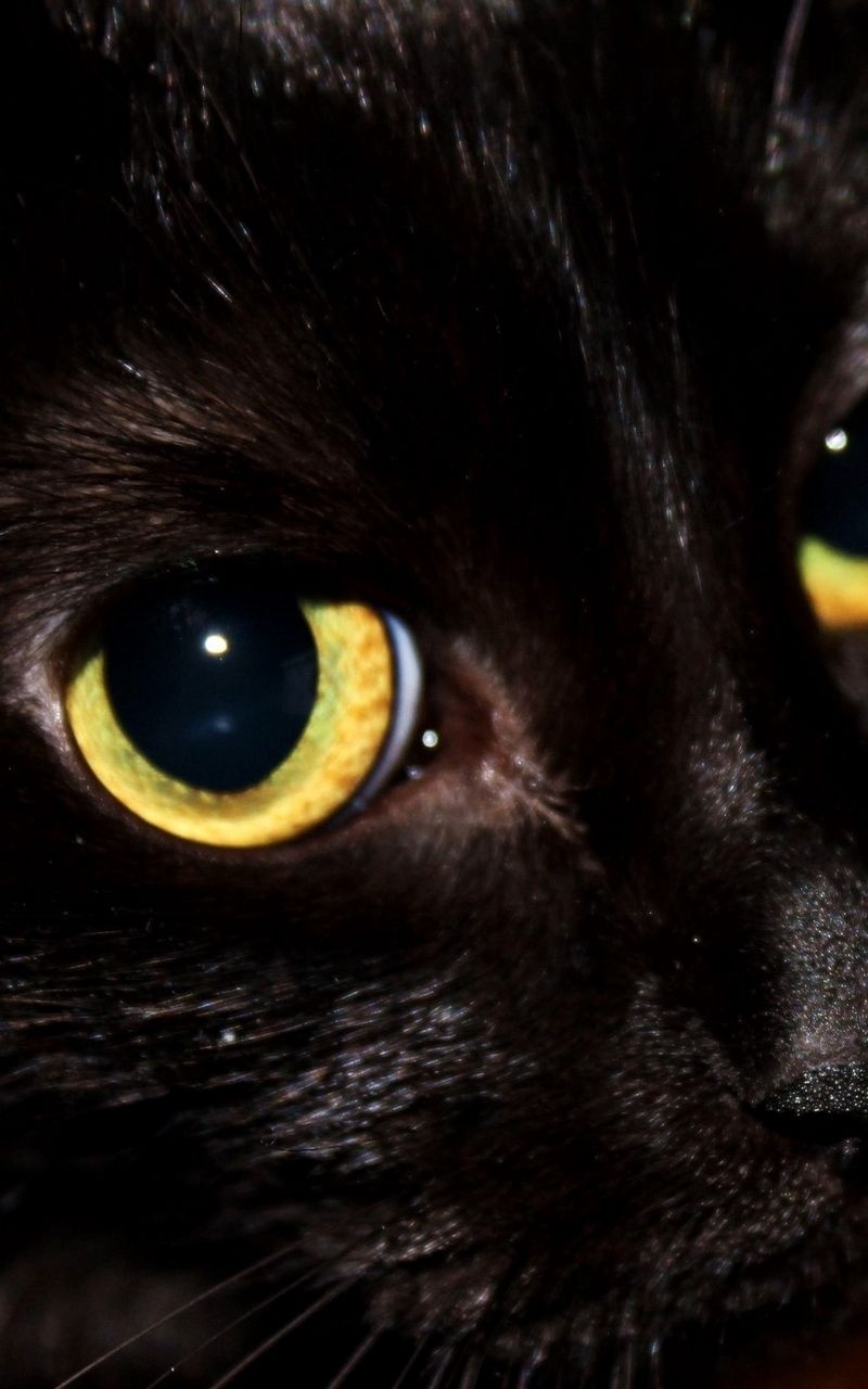 Gattino nero occhi grandi, 1440x900 HD, Desktop