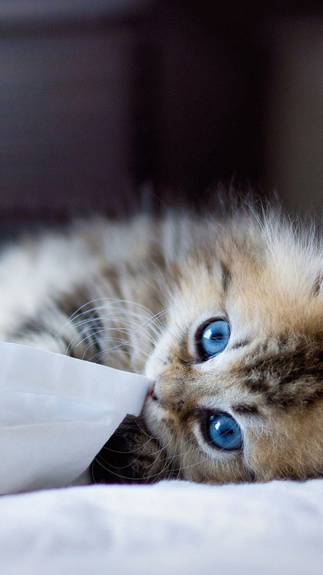 Silhouette gatto galassia stellata, 1920x1080 Full HD 1080p, PC Desktop