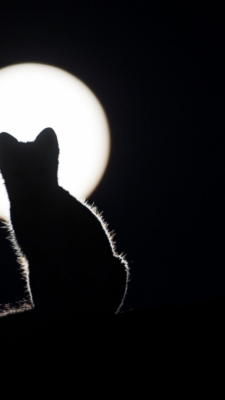 Gatto silhouette luna piena, 720x1280 Full HD Verticale, Smartphone