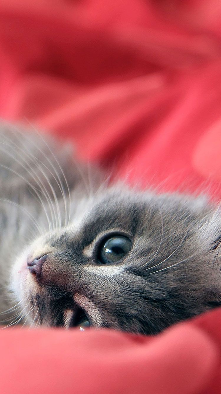 Gattino grigio su coperta rossa, 750x1334 Verticale, iPhone Air