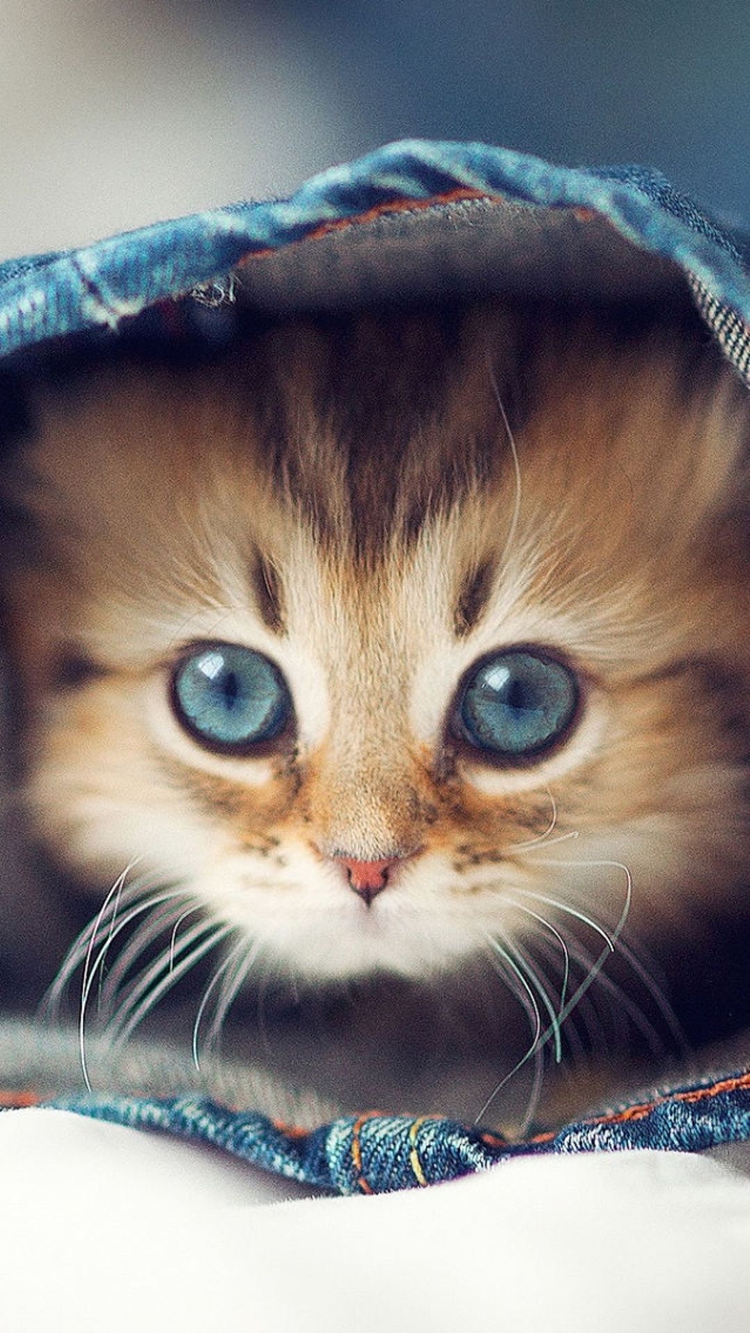 Gattino occhi azzurri in denim, 1080x1920 Verticale, iPhone