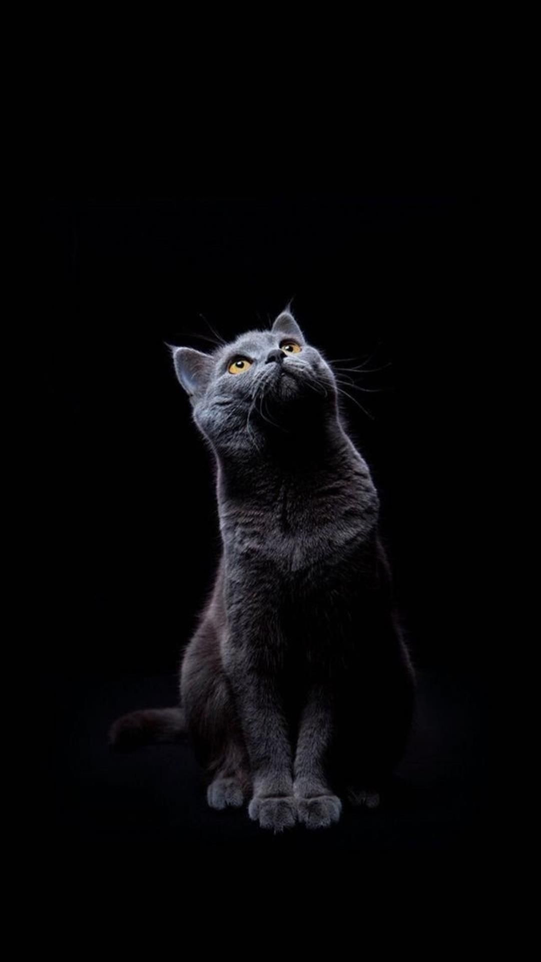 Gatto grigio su sfondo nero, 1081x1920 Verticale, iPhone