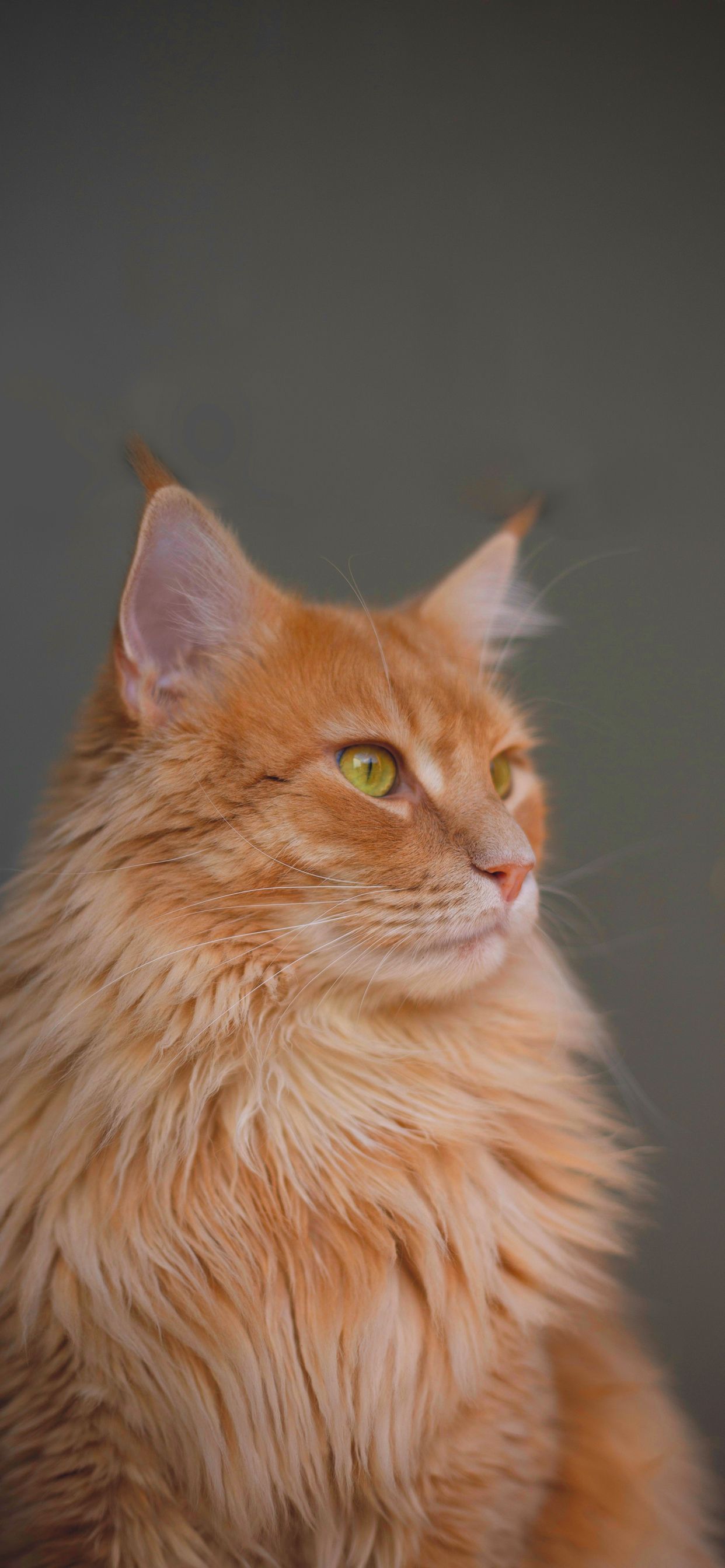 Gatto arancione soffice profilo, 1242x2688 Full HD Verticale, iPhone Pro