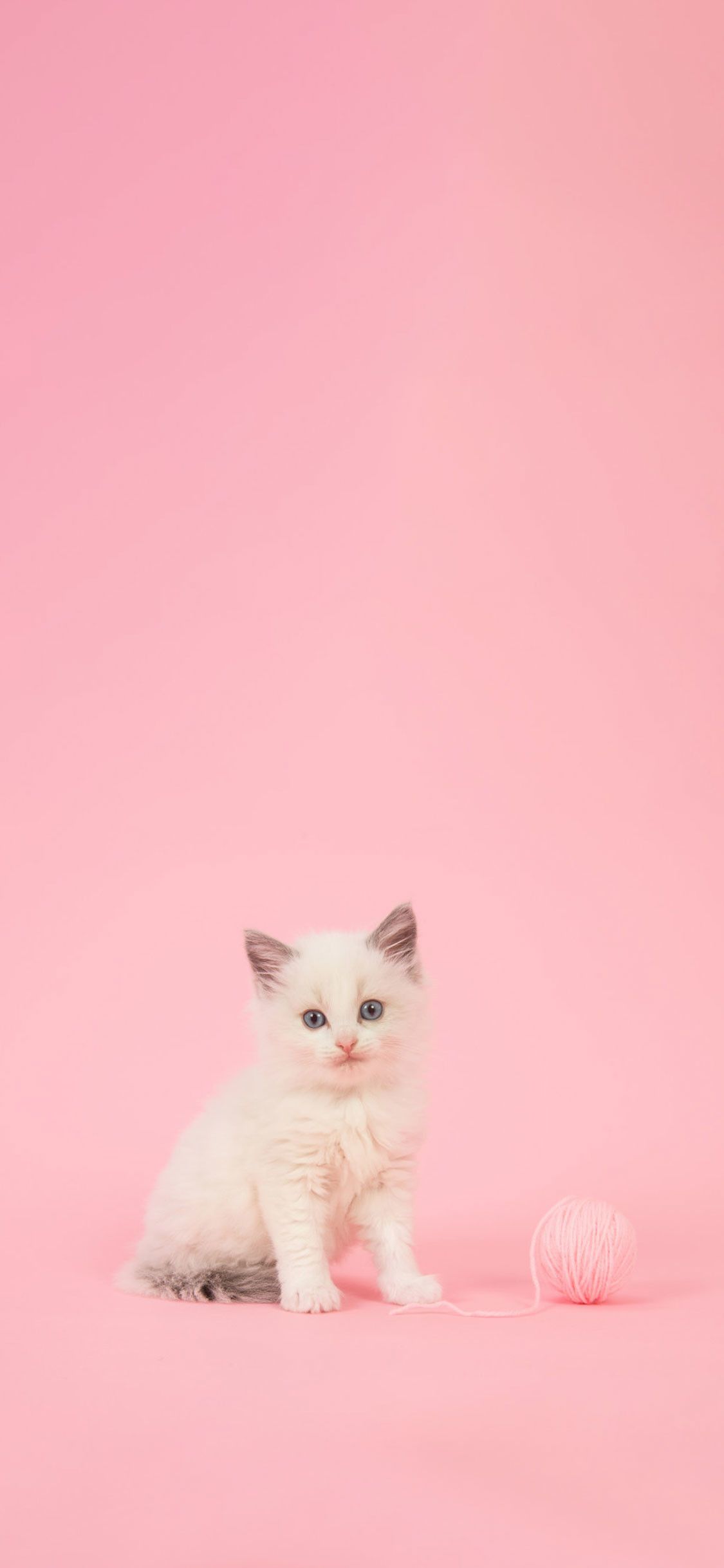 gattino bianco su sfondo rosa, 1125x2436 Full HD Verticale, iPhone Air