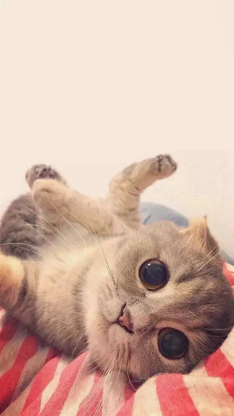 Gattino carino sdraiato, 750x1334 Full HD Verticale, iPhone Plus