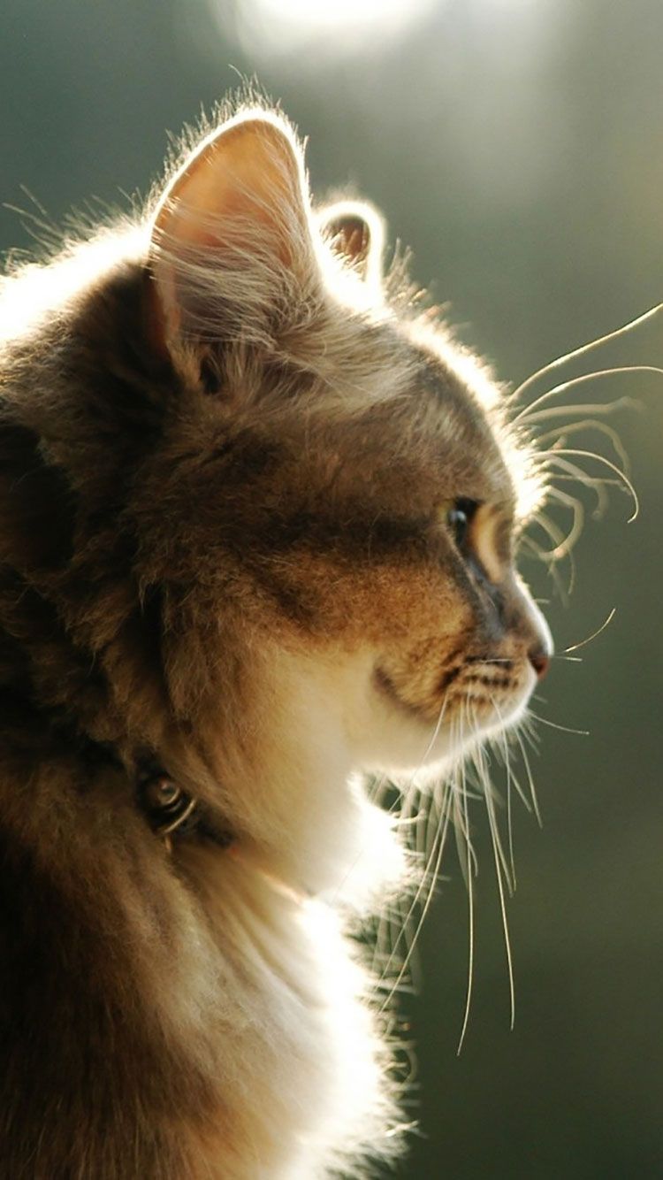 Gatto profilo controluce, 750x1334 Verticale, iPhone Pro