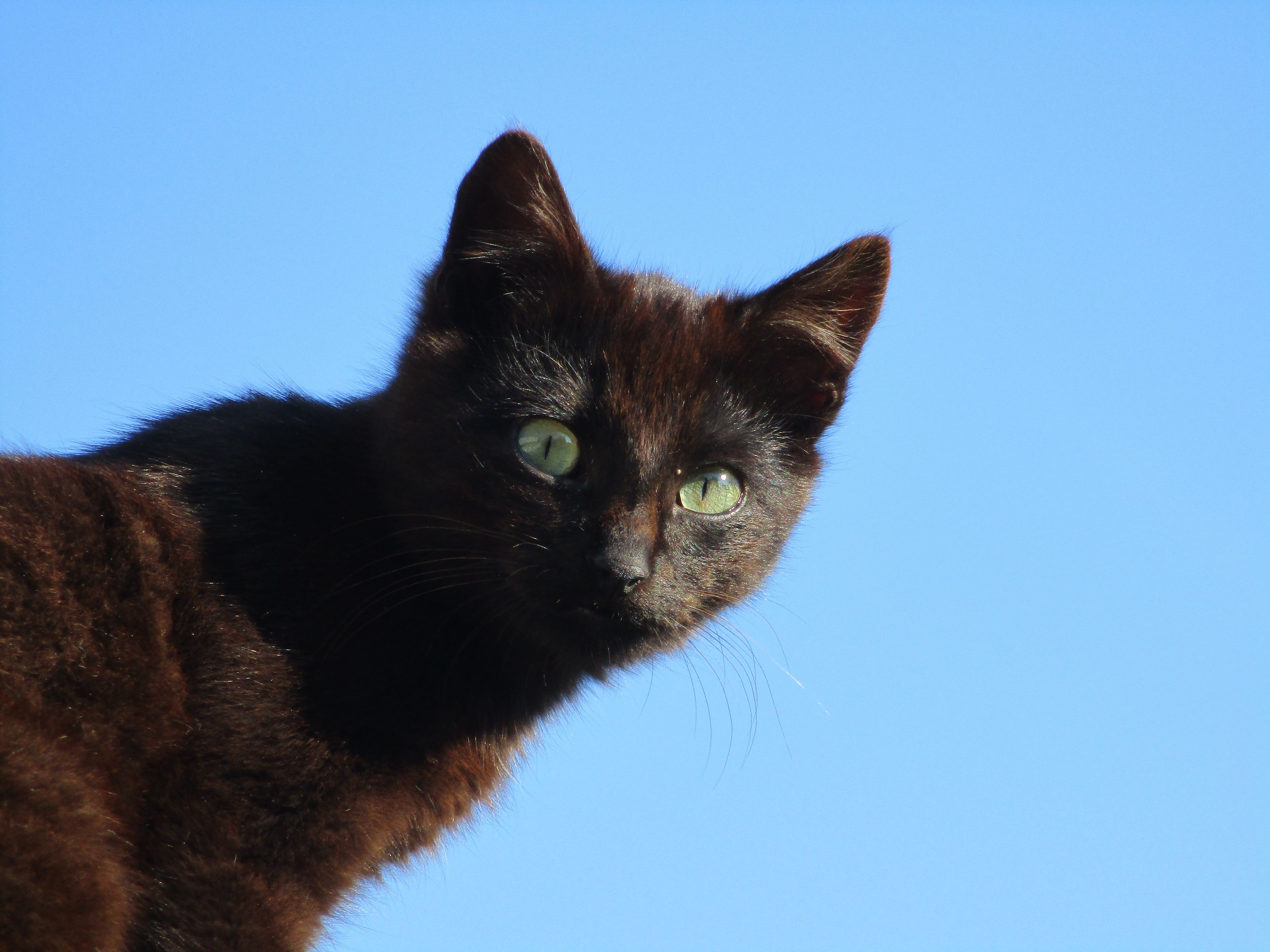 Gatto nero cielo azzurro, 5152x3864 4K, Desktop 4K