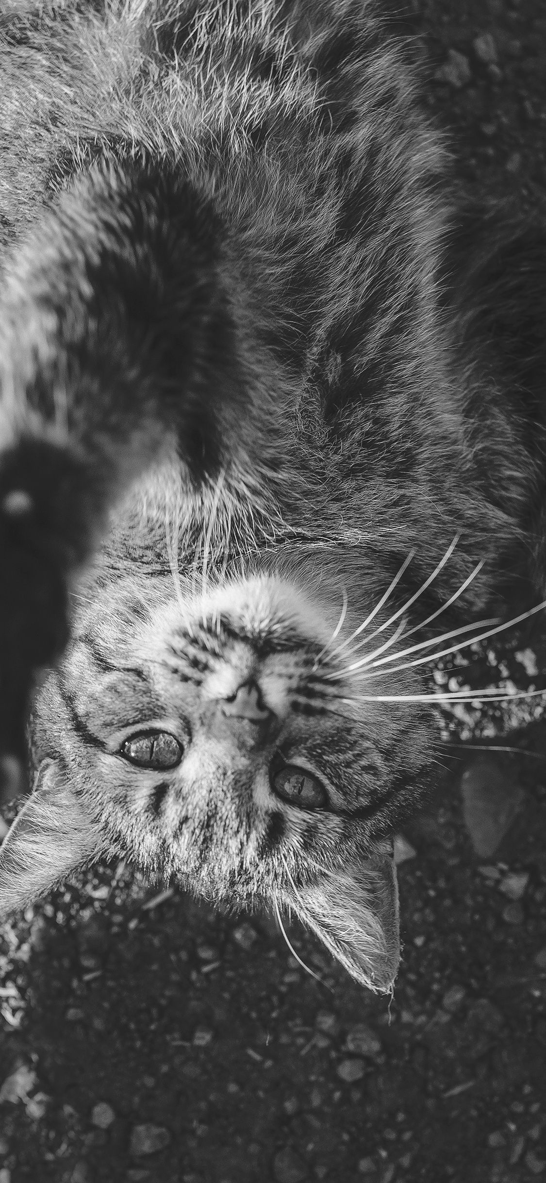Gatto tabby bianco e nero, 1125x2436 Full HD Verticale, iPhone Pro Max