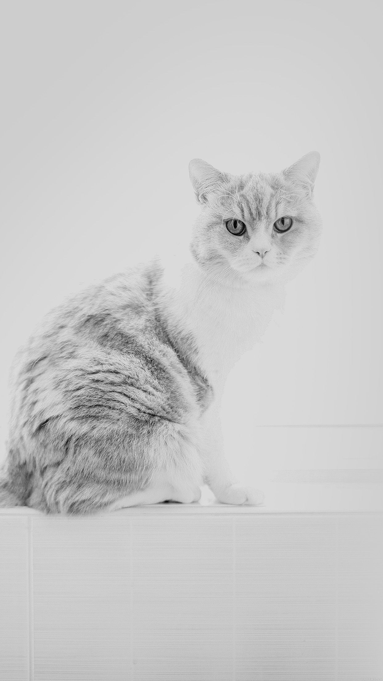 Gatto bianco e grigio seduto, 1242x2208 Full HD Verticale, iPhone Plus