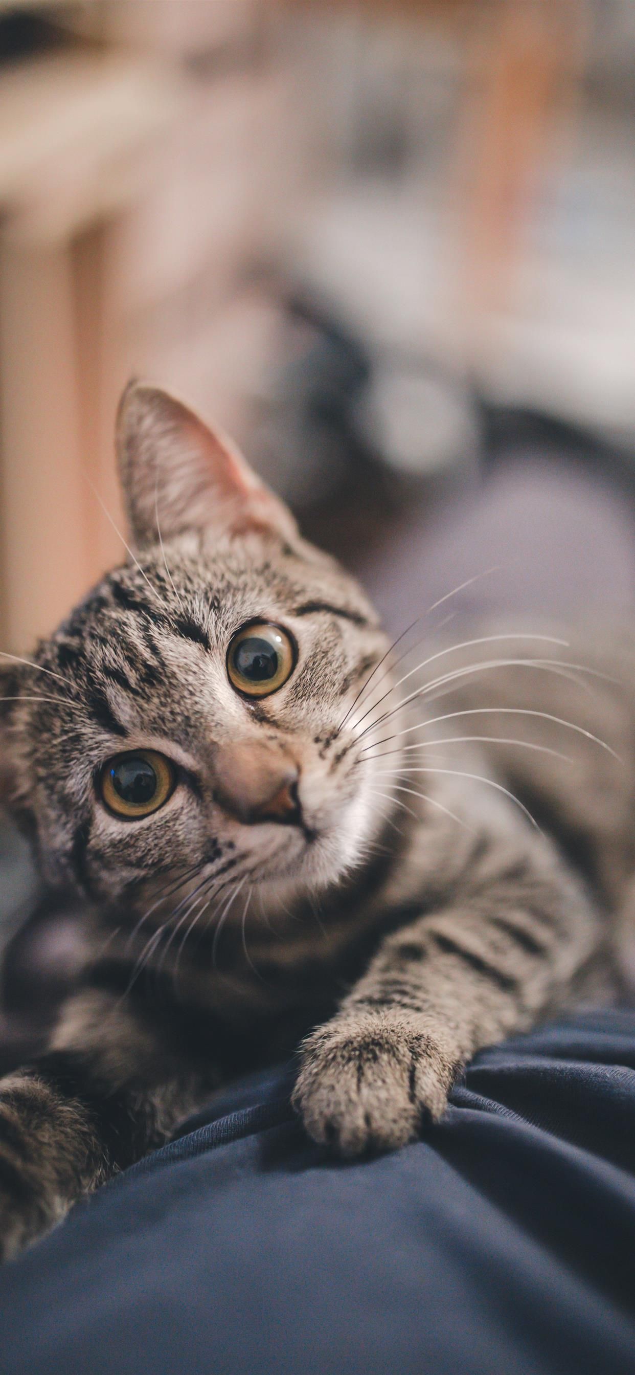Gatto tabby occhi grandi, 1242x2688 Verticale, iPhone Pro Max