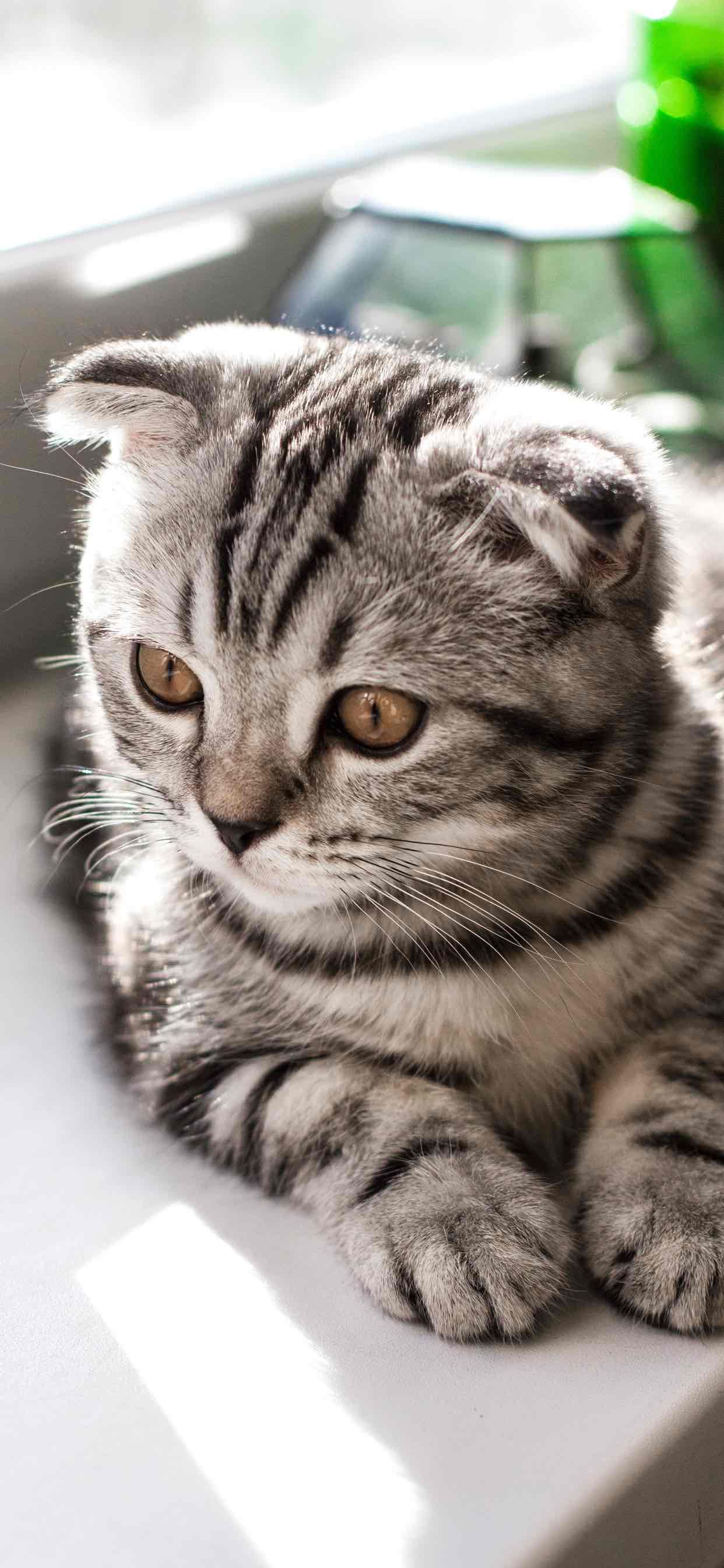Gattino grigio a righe, 1242x2688 Full HD Verticale, iPhone Pro