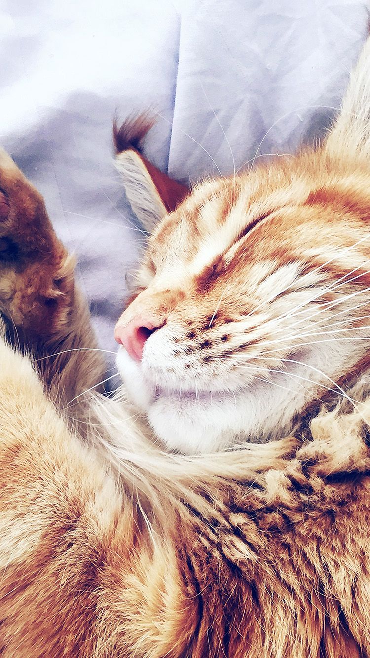 Gatto arancione che dorme, 750x1334 Verticale, iPhone Air