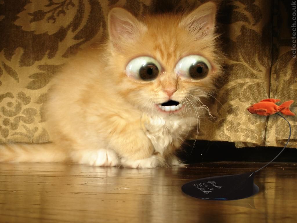 gattino arancione occhi finti, 1024x768 HD, Laptop