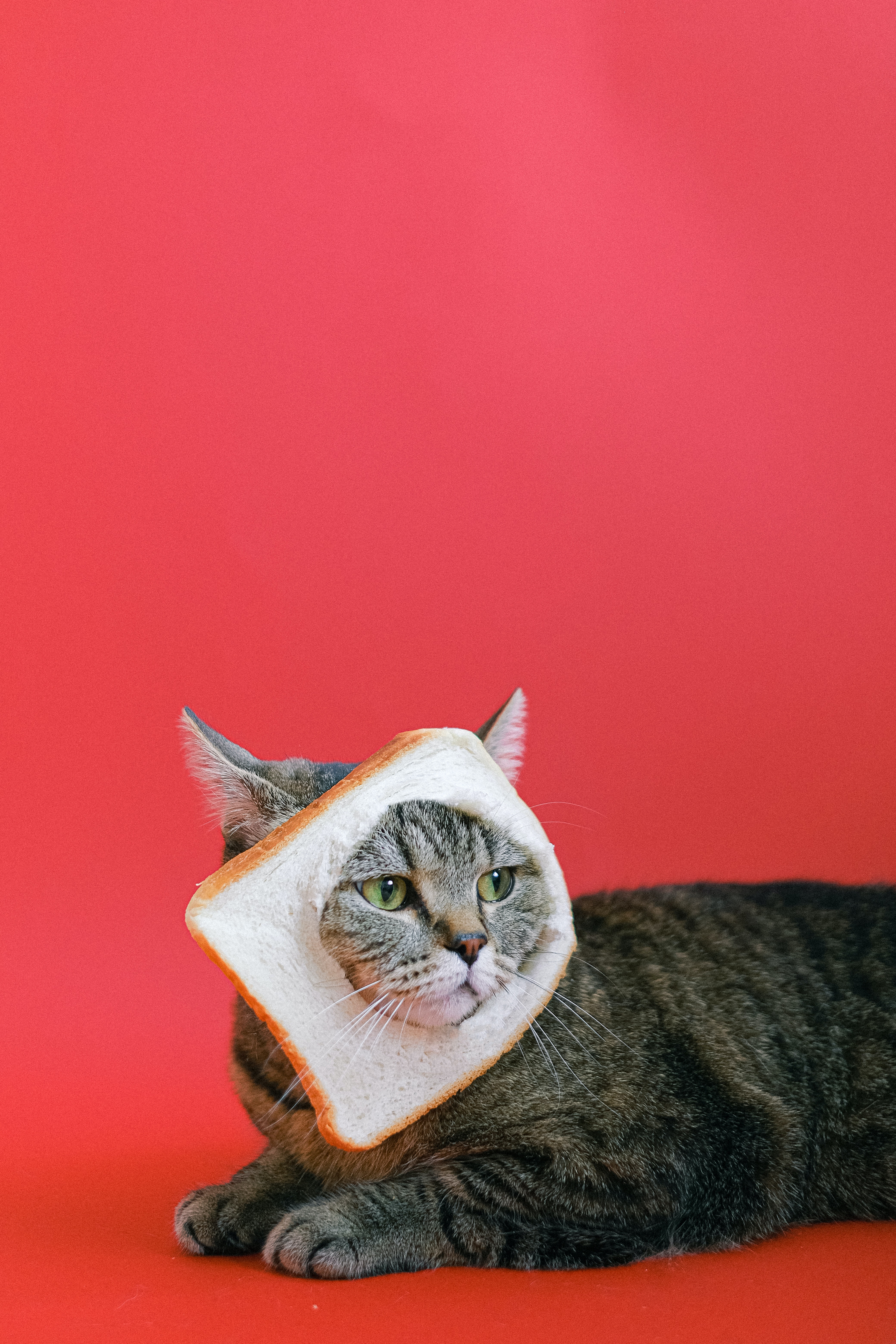 Gatto con fetta di pane, 4160x6240 Verticale, Mobile