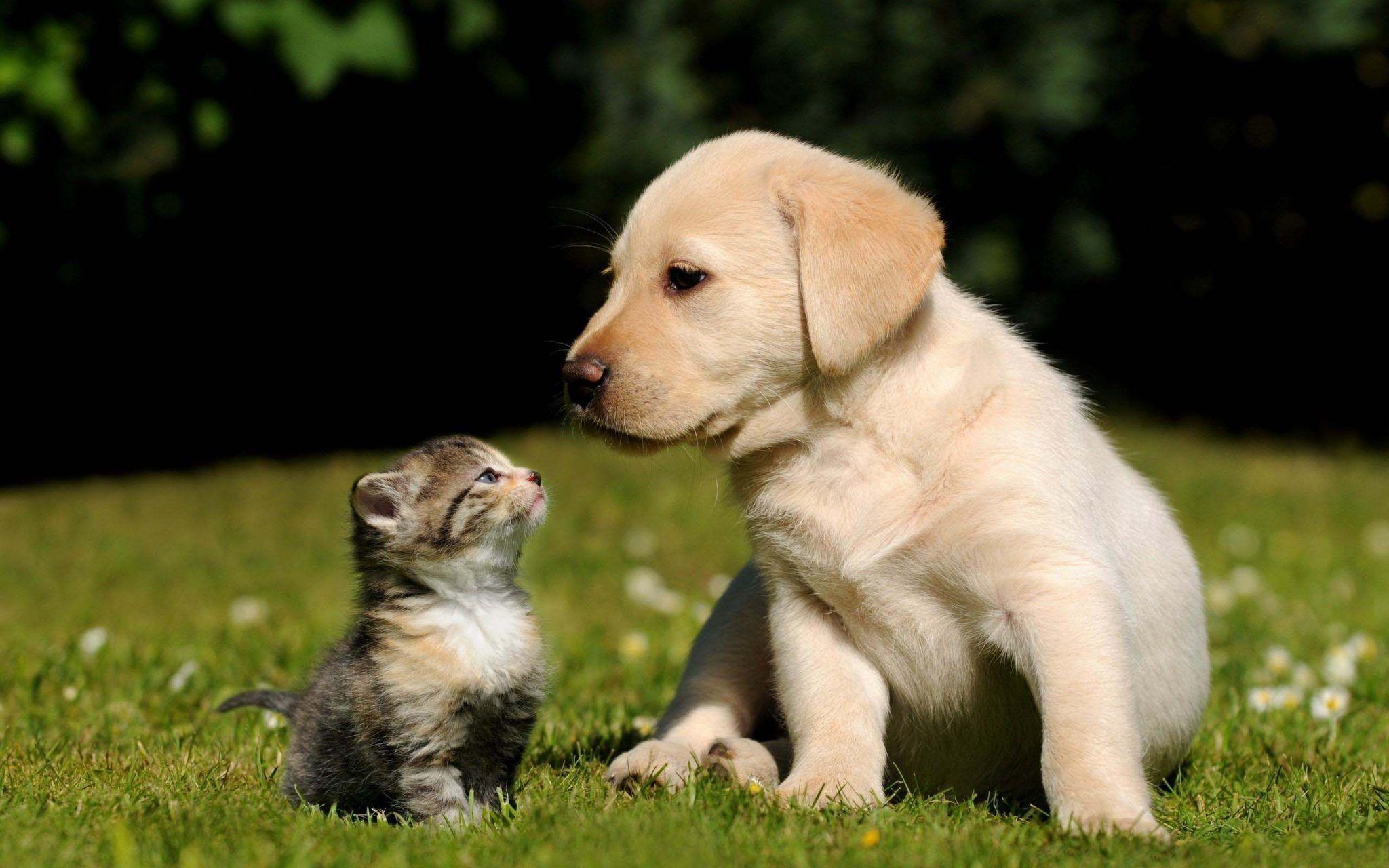 Cucciolo labrador e gattino sull'erba, 2048x1280 Hi-Res, iMac