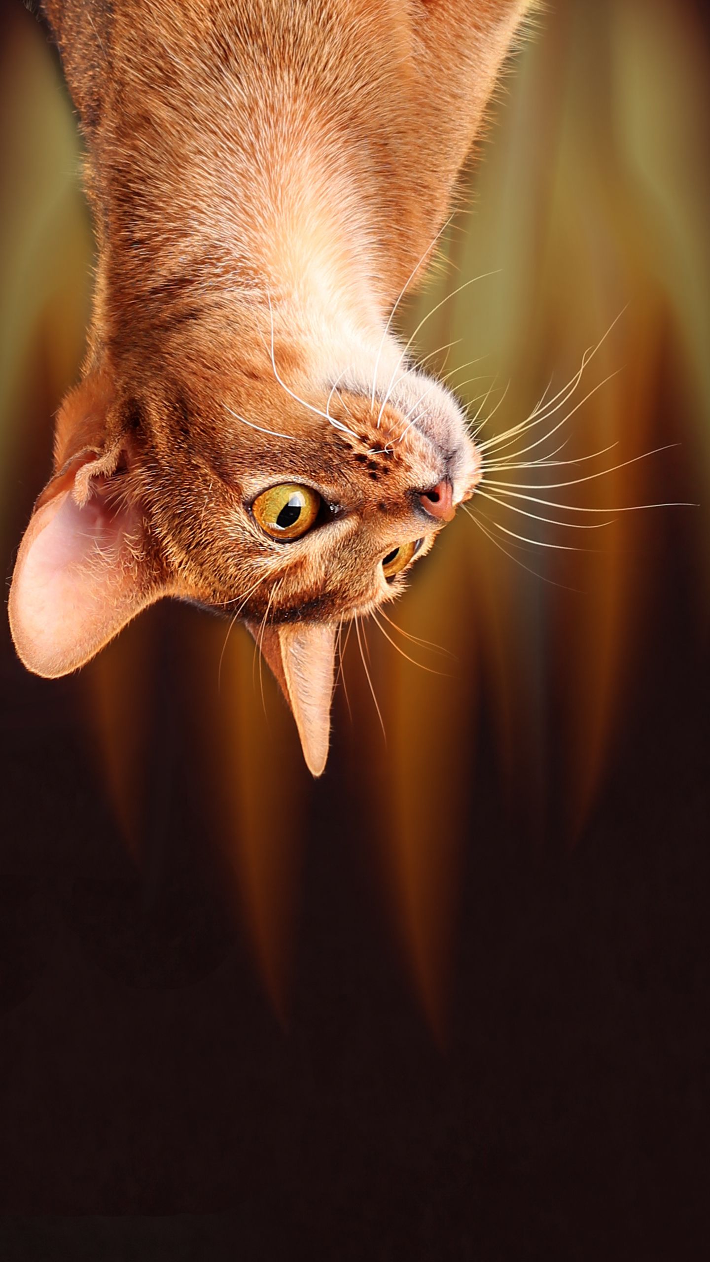 Gatto su fetta di pizza galassia, 1137x702 HD, Laptop