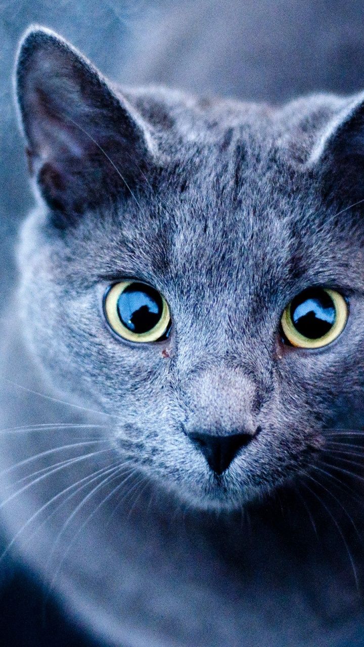 Gatti galassia con cuori, 1261x2231 Full HD Verticale, iPhone