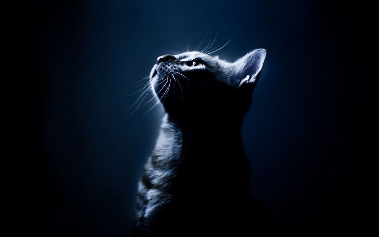 Gatto grigio occhi verdi, 720x1280 Verticale, Mobile