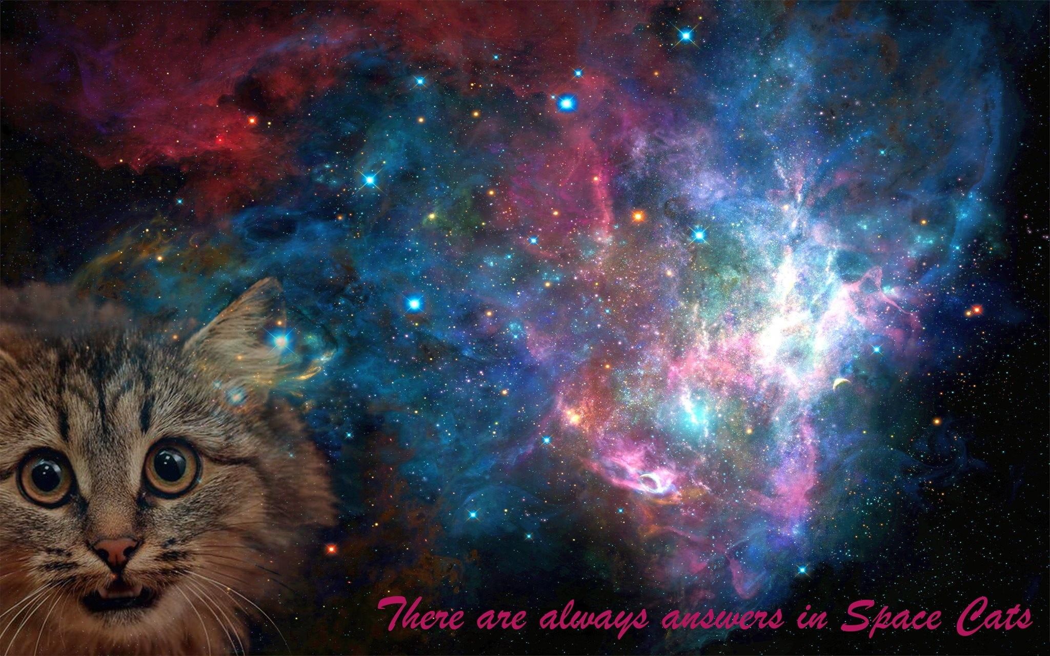 Gatti fluttuanti nello spazio, 1920x1200 WUXGA, PC Desktop