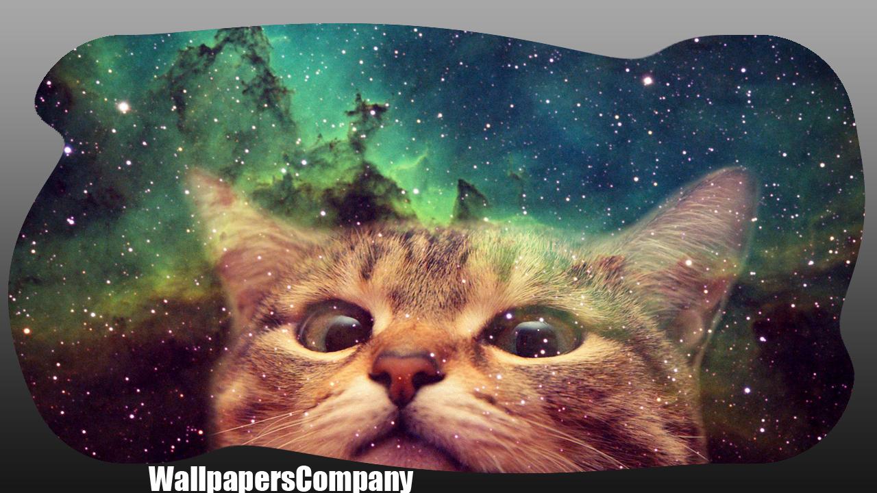Gatto con occhiali Nyan Cat, meme gatto, 1920x1200 Full HD+, Desktop