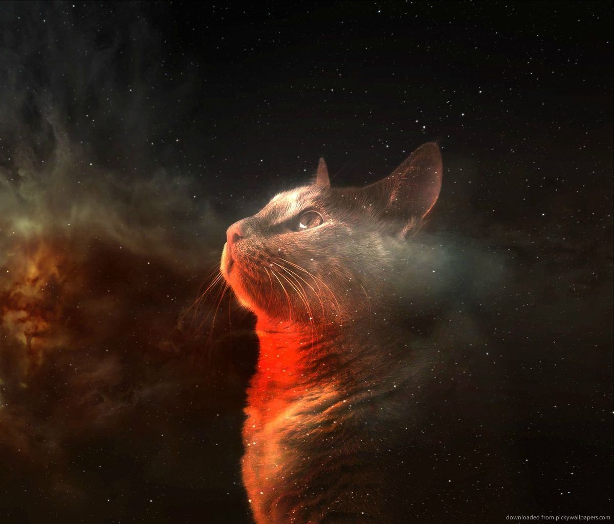 Gatto con occhiali galassia, 1920x1080 Full HD 1080p, Laptop