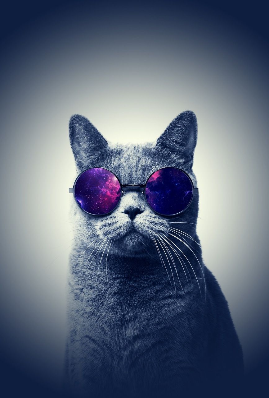 Gatto tenero con zampa, 1440x2560 Verticale, Mobile