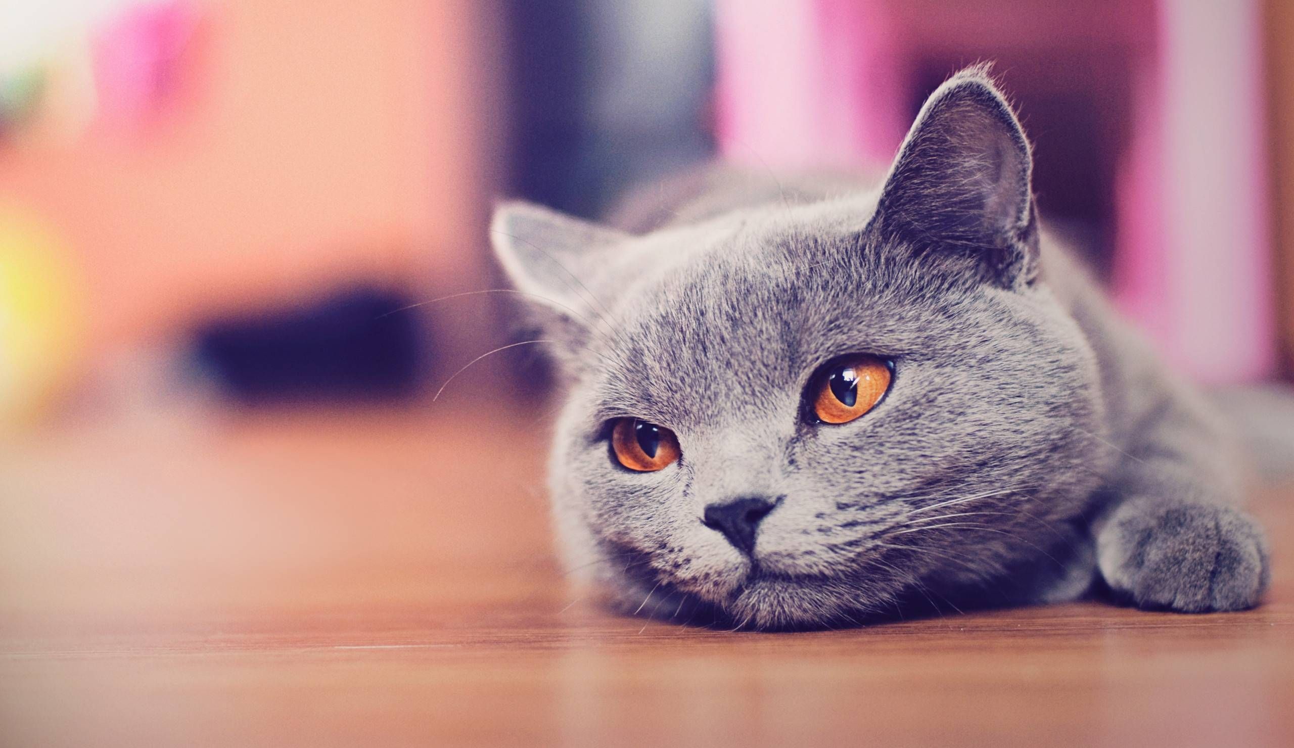 Gatto grigio sdraiato pavimento, 2560x1480 1440p, Desktop