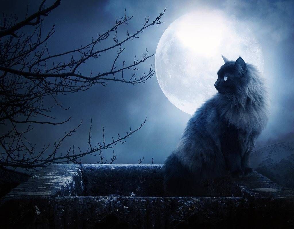 Gatto nero e luna piena, 1024x798 HD, Desktop