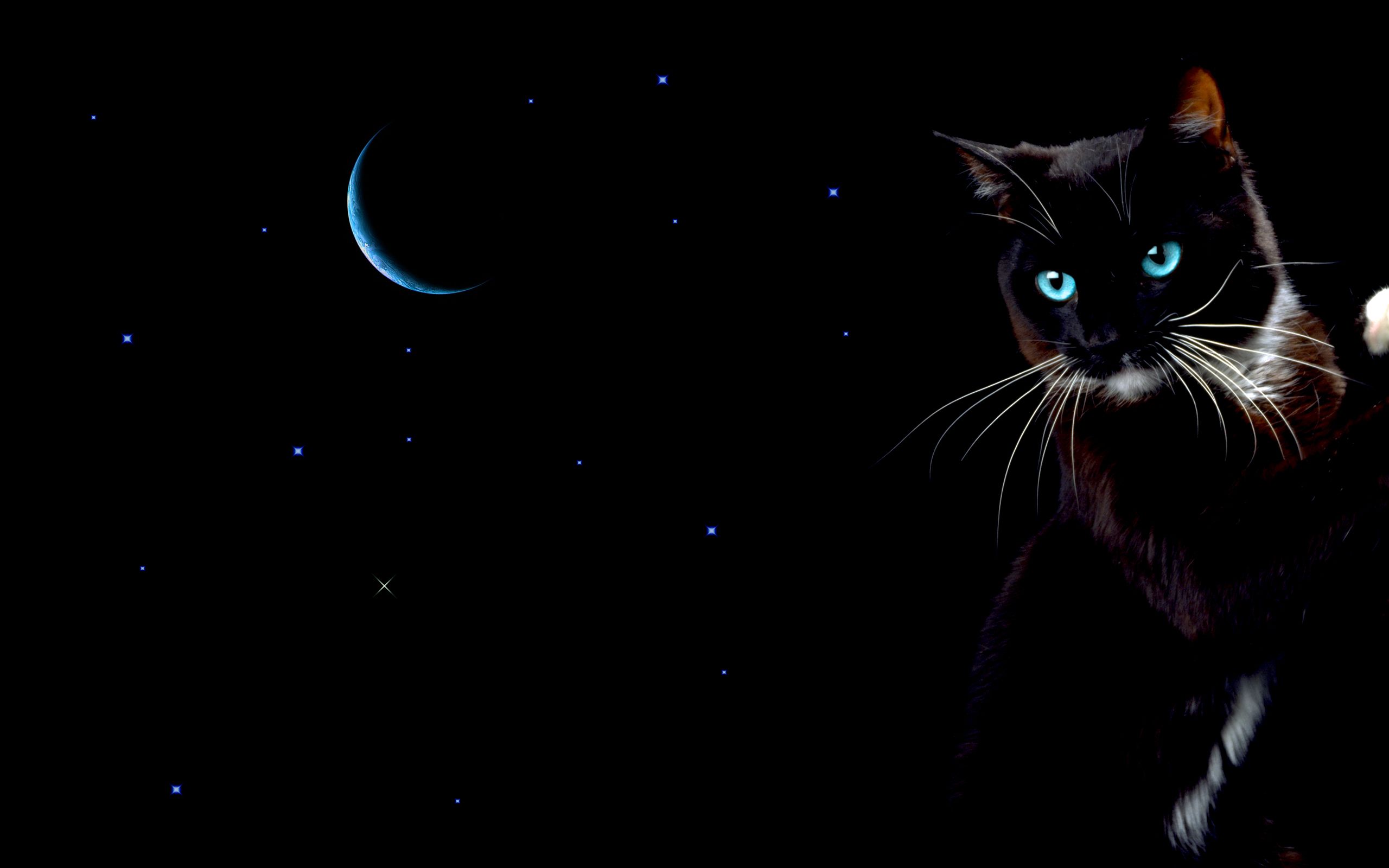 Gatto nero silhouette con luna, 1280x875 720p, PC