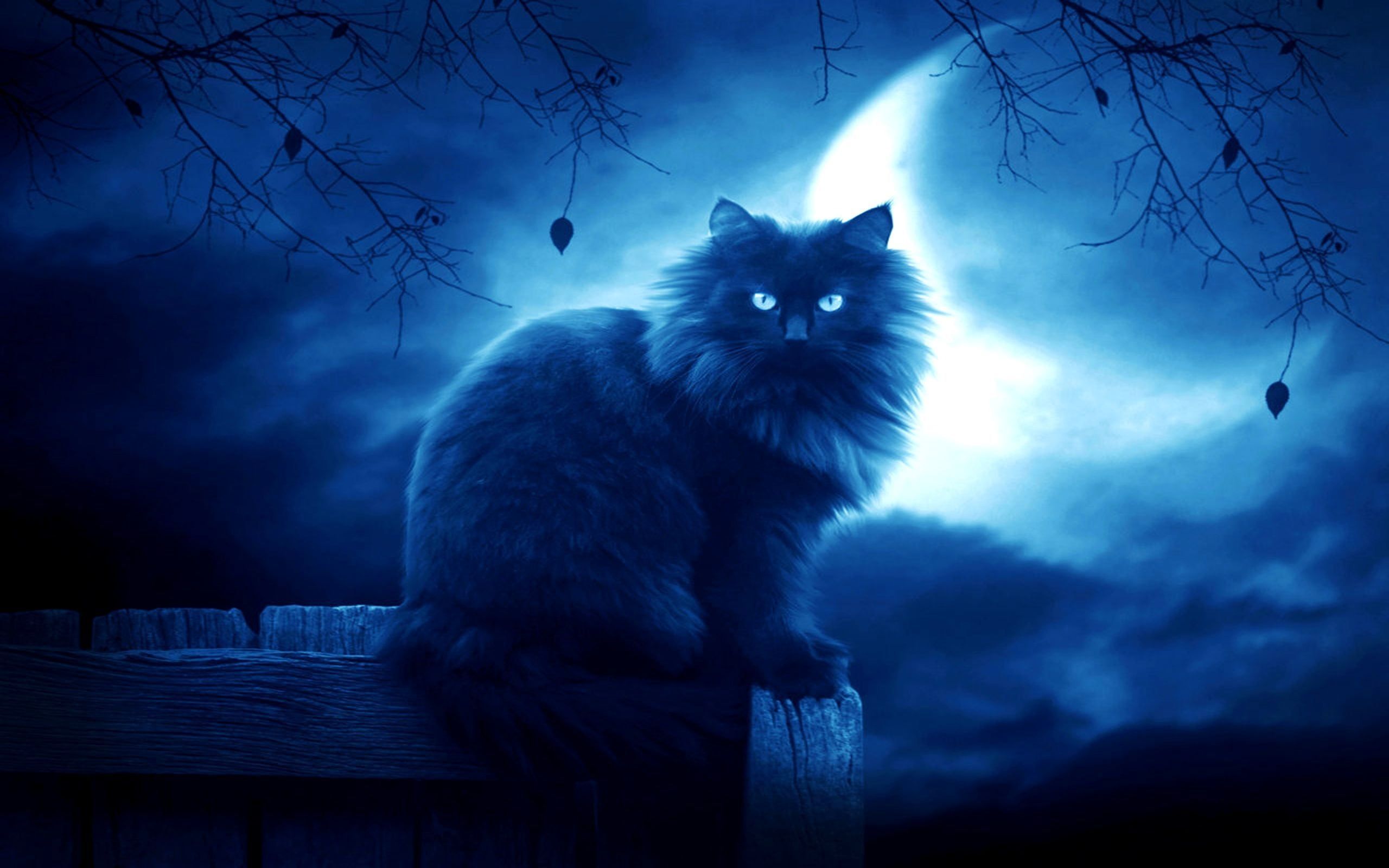 Gatto nero sotto luna Halloween, 4000x3000 4K, Desktop 4K