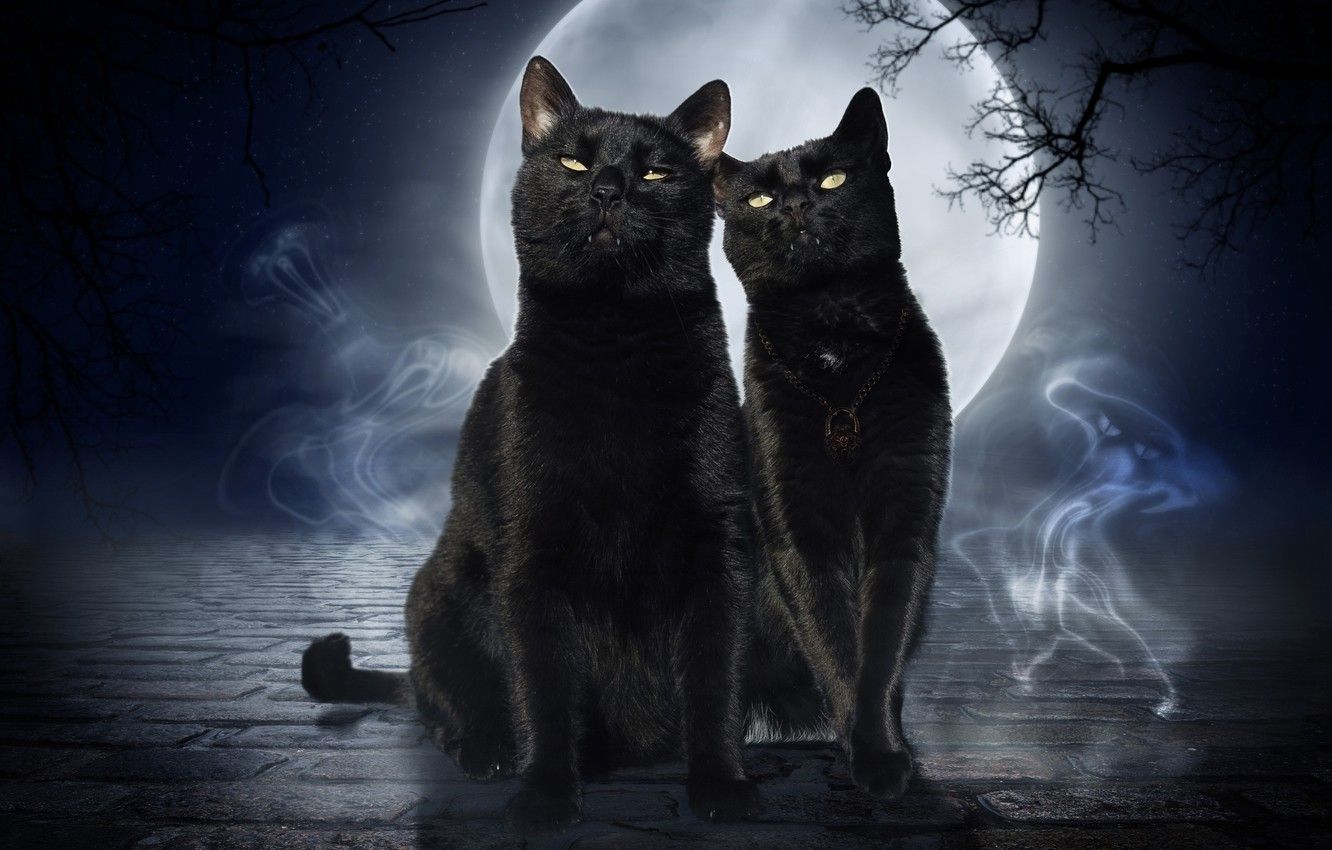 Gatto nero con luna crescente, 2560x1600 2K, Laptop