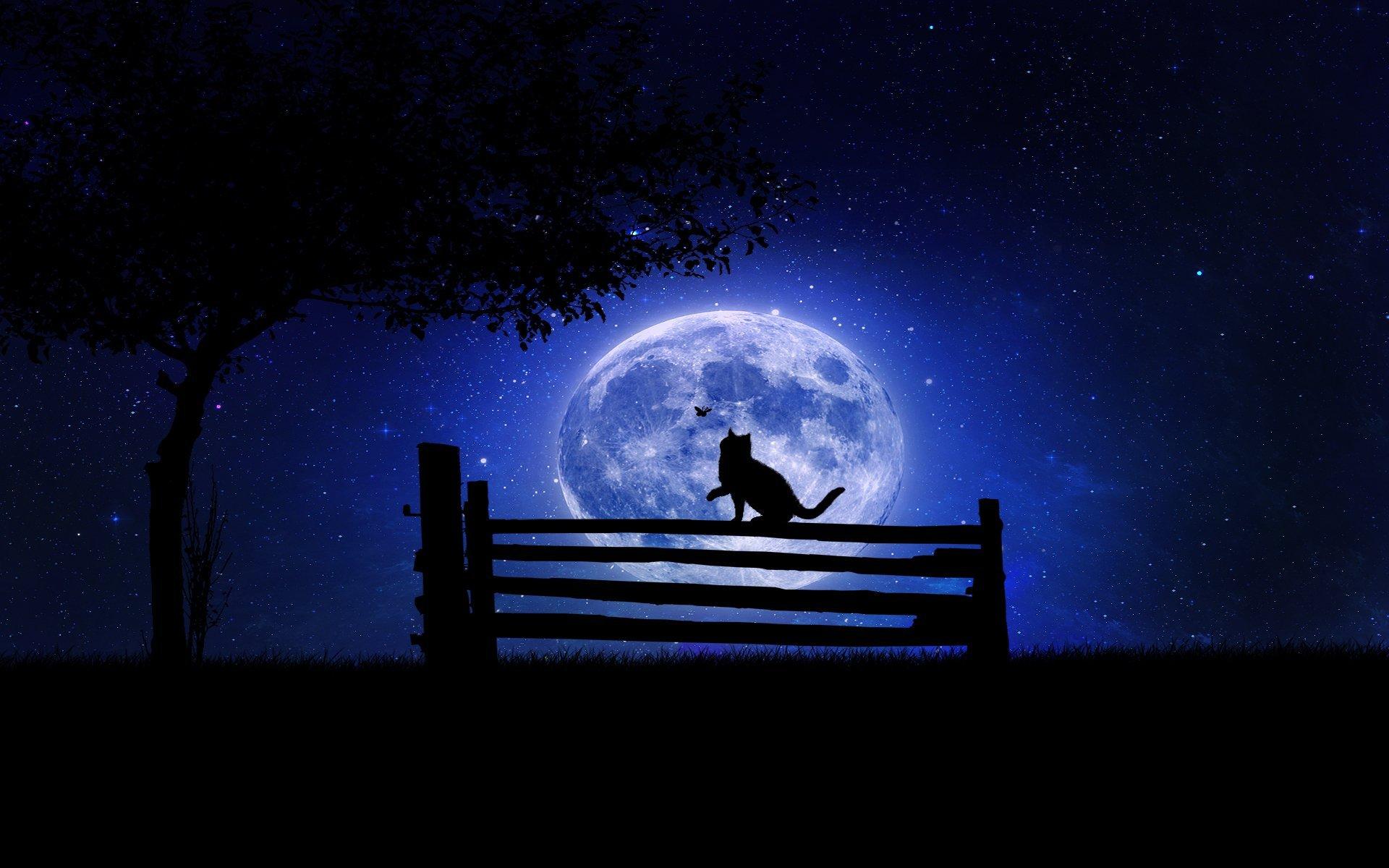 Gatto nero sagoma con luna, 1920x1200 WUXGA, PC