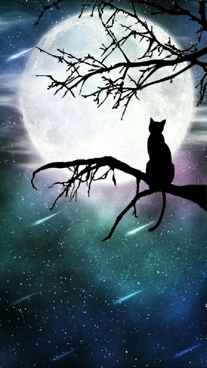 Gatti neri con luna piena, 1332x850 720p, PC