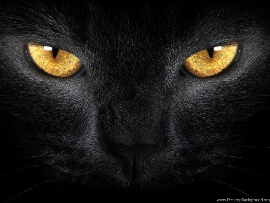 Gatto nero silhouette con luna, 750x1124 Verticale, POCO