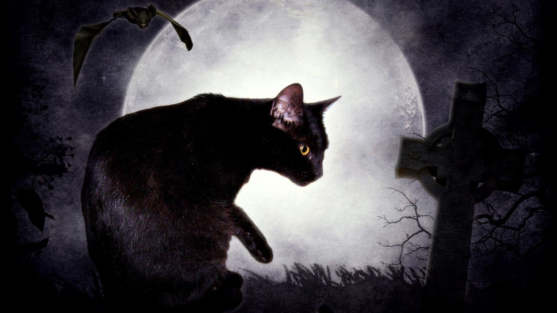 Adesivo murale gatto nero luna, 1000x1000 HD, Desktop