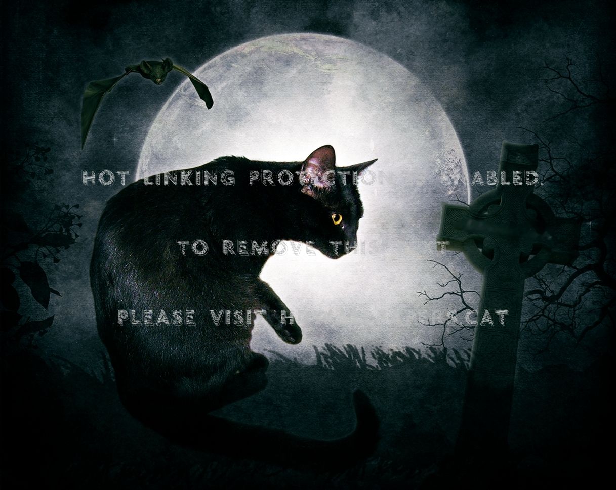 Silhouette gatto nero bokeh, 1920x1200 Full HD+ WUXGA, Laptop