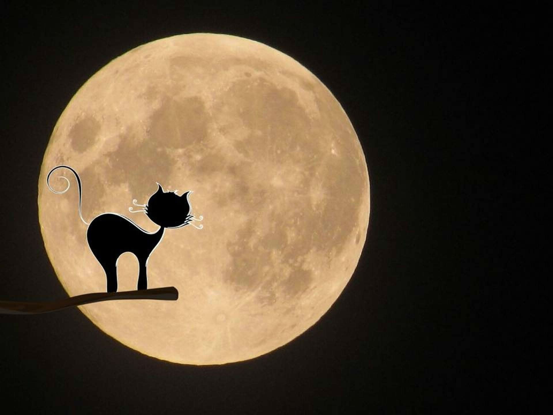 Gatto nero silhouette con luna, 1920x1440 Full HD+ WUXGA, Desktop