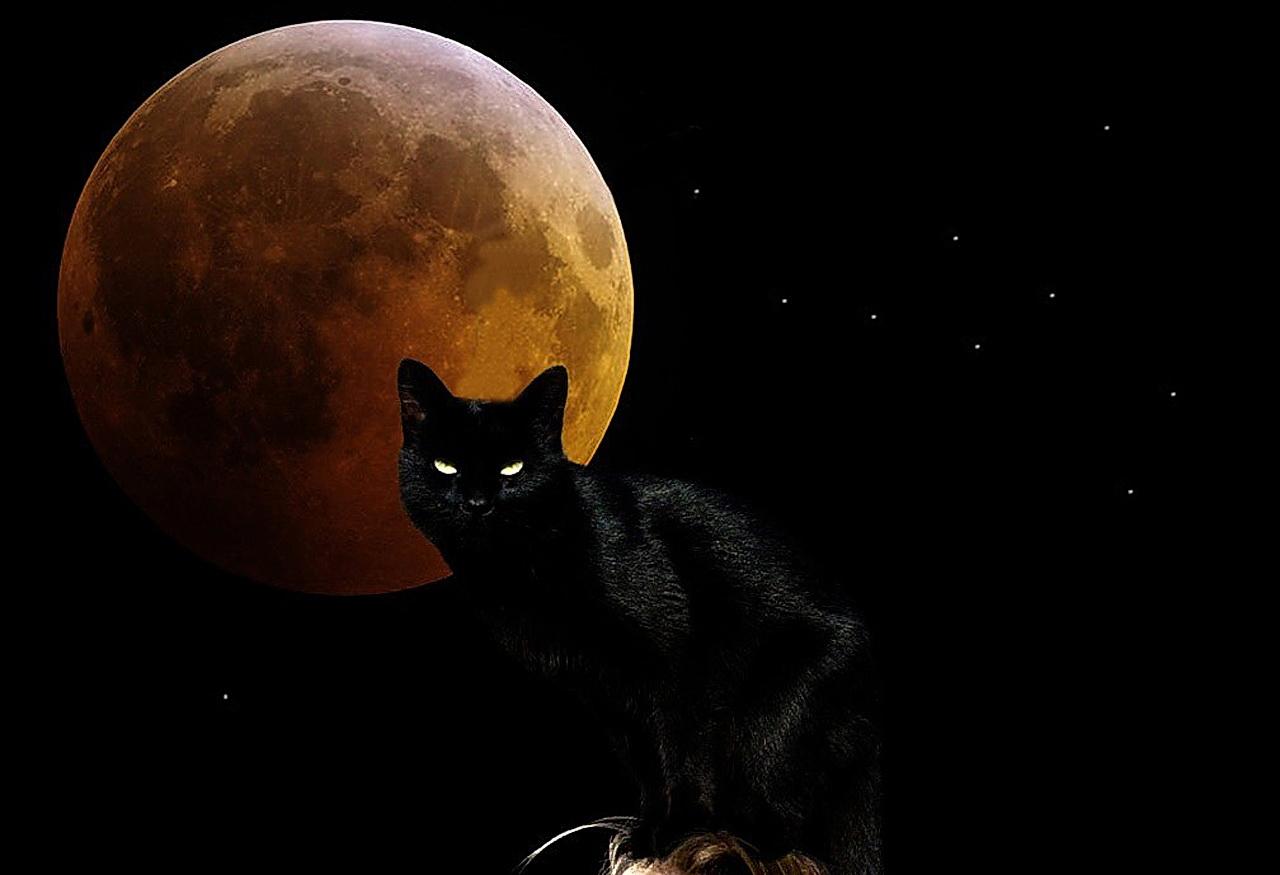 Cane silhouette con luna, 10667x6000 Ultra HD, Monitor 4K