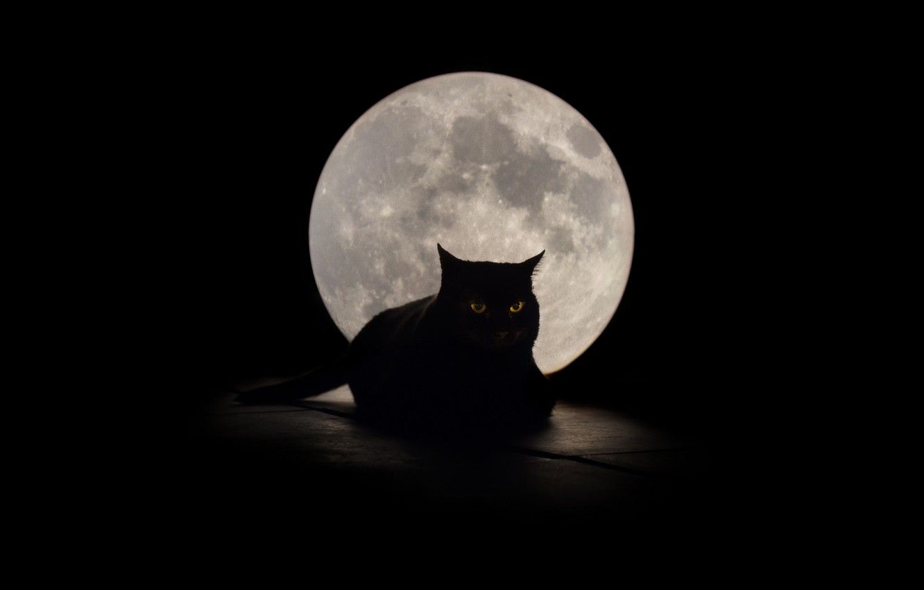 Gatto nero silhouette luna piena, 1332x850 720p, Lenovo Legion