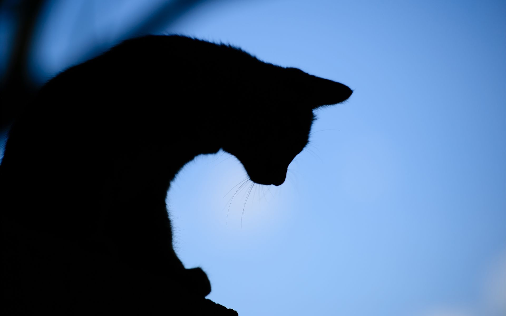 Gatto nero e luna, sfondo teal, 1500x1500 720p, Acer Nitro
